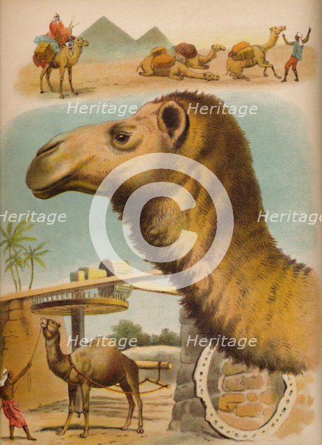 'The Camel', c1900. Artist: Helena J. Maguire.