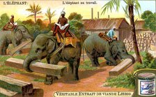The Elephant at Work, c1900. Artist: Unknown