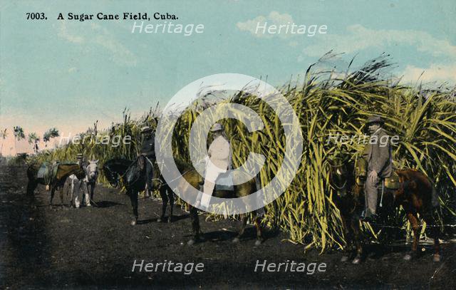 'A Sugar Cane Field, Cuba', 1912. Creator: Unknown.