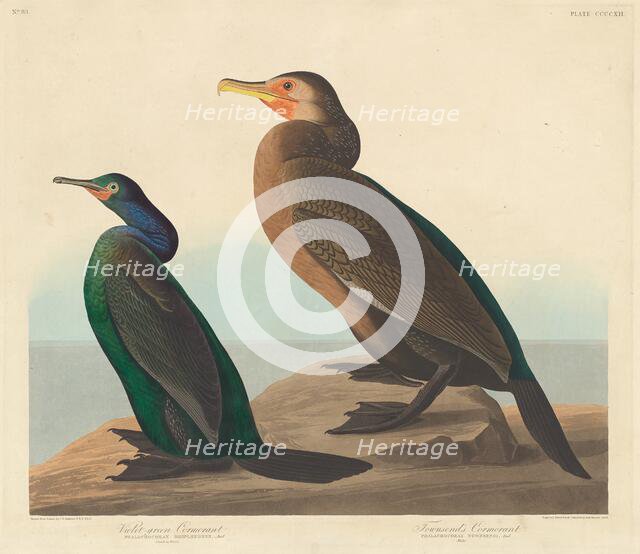 Violet-green Cormorant and Townsend's Cormorant, 1838. Creator: Robert Havell.
