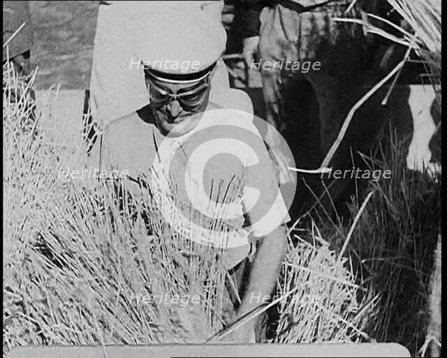 Benito Mussolini Helping with the Harvest, 1930s. Creator: British Pathe Ltd.