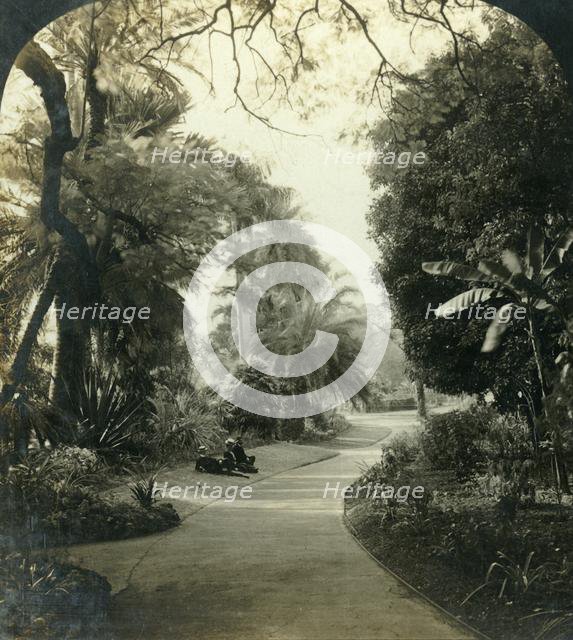 'Pathway in the Queen's Park, Brisbane, Australia', c1909. Creator: George Rose.