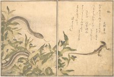 Rat Snake (Hebi); Lizard or Skink (Tokage)..., 1788. Creator: Kitagawa Utamaro.