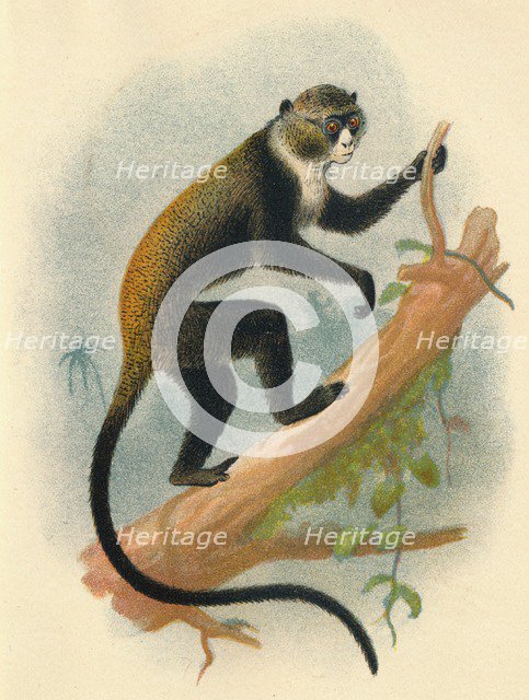 'Boutourlini's Gernon', 1897. Artist: Henry Ogg Forbes.