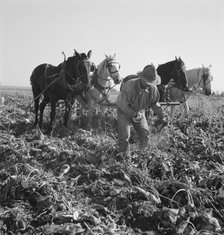 Topping sugar beets after lifter has loosened them, near Ontario, Oregon, 1939. Creator: Dorothea Lange.