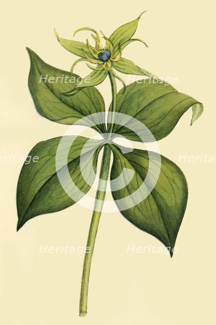 'Herb Paris', late 18th-early 19th century, (1944).  Creator: Unknown.