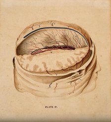 Brain: dissection showing a section of the right hemisphere, 1820-1827. Creator: William Home Lizars.