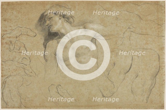 Studies of a Male Torso with Additional Studies of Hands, Shoulders, and a Leg, between 1650 & 1719. Creator: Carlo Cignani.