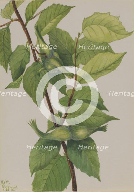 Beaked Hazelnut (Corylus rostrata), 1932. Creator: Mary Vaux Walcott.