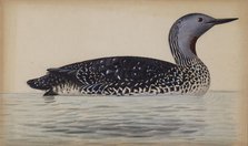 Red-Throated Diver, 1820-1868. Creator: Magnus von Wright.