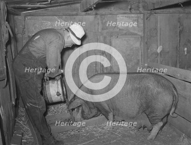 Mr. Bosley of Bosley reorganization unit, Baca County, Colorado, feeding a sow, 1938. Creator: Russell Lee.