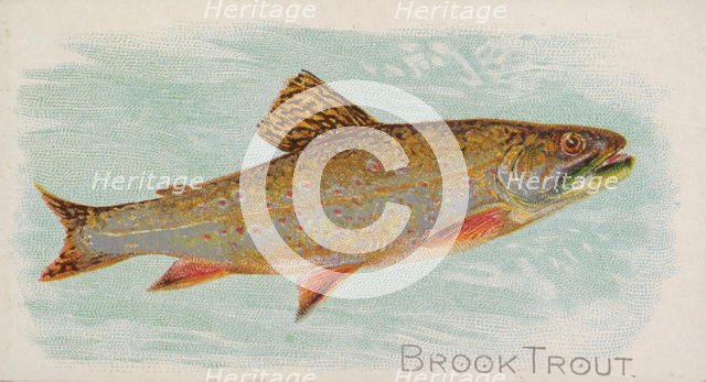 Brook Trout, from the Fish from American Waters series (N8) for Allen & Ginter Cigarettes ..., 1889. Creator: Allen & Ginter.