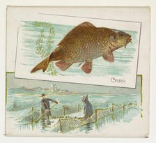 Carp, from Fish from American Waters series (N39) for Allen & Ginter Cigarettes, 1889. Creator: Allen & Ginter.