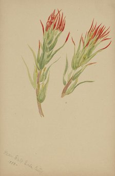 (Untitled--Plant Study), 1883. Creator: Mary Vaux Walcott.