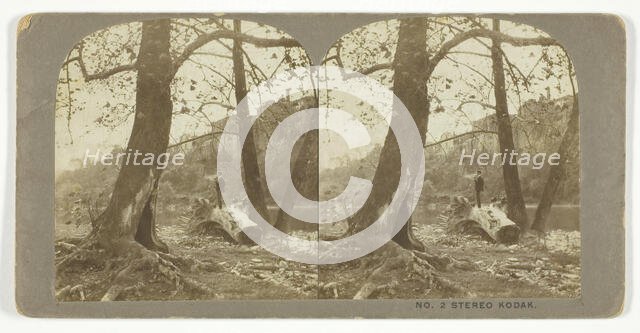 Man standing on a fallen tree, late 19th century.  Creator: London Stereoscopic & Photographic Co.