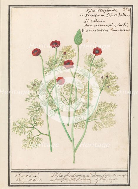 Anemone, 1596-1610.  Creators: Anselmus de Boodt, Elias Verhulst.