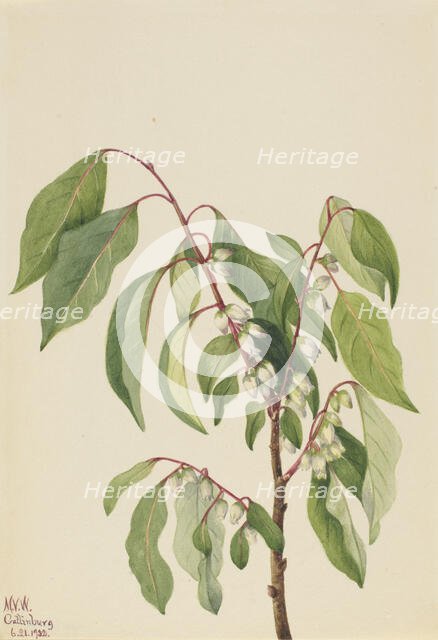 Persimmon (Diospyros virginiana), 1932. Creator: Mary Vaux Walcott.