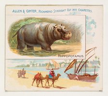 Hippopotamus, from Quadrupeds series (N41) for Allen & Ginter Cigarettes, 1890. Creator: Allen & Ginter.