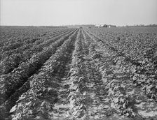 Lake Dick project, Arkansas, 1938. Creator: Dorothea Lange.