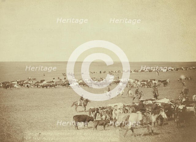 Round-up scenes on Belle Fouche [sic] in 1887, 1887. Creator: John C. H. Grabill.