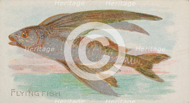 Flying Fish, from the Fish from American Waters series (N8) for Allen & Ginter Cigarettes ..., 1889. Creator: Allen & Ginter.