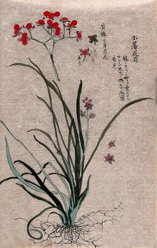 Two plants, a liliaceous flowering plant and a fruiting stem of a Euonymus species. Creator: Unknown.