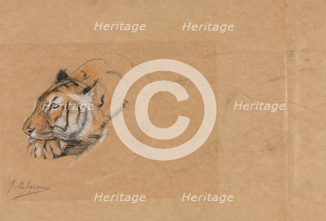 Tiger. Creator: John Macallan Swan (British, 1847-1910).