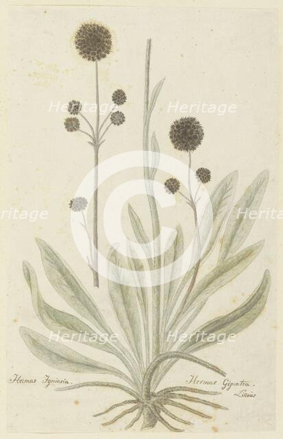 Hermas igniaria or Hermas gigantea (Tontelblaar), 1777-1786. Creator: Robert Jacob Gordon.