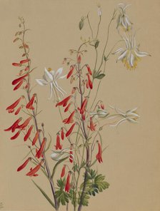 Untitled--Flower Study, ca. 1883-1900. Creator: Mary Vaux Walcott.