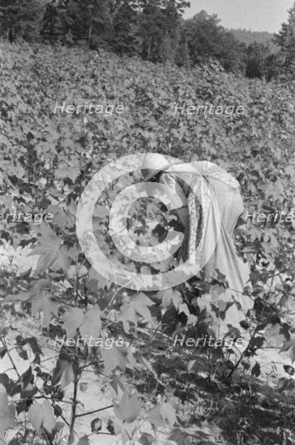 Lucille Burroughs picking cotton, Hale County, Alabama, 1936. Creator: Walker Evans.
