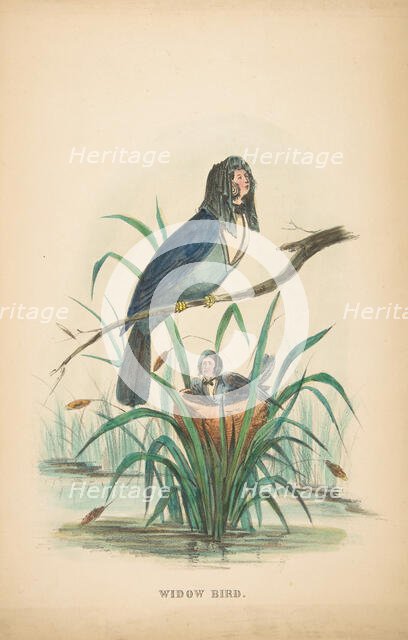 Widow Bird, from The Comic Natural History of the Human Race, 1851. Creators: Henry Louis Stephens, L. Rosenthal.