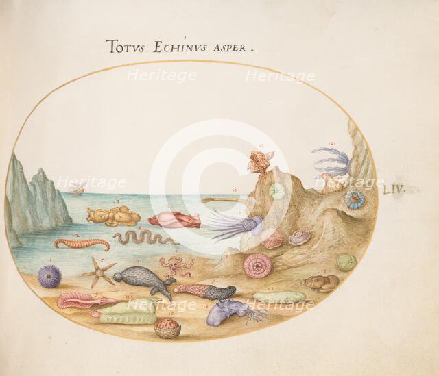 Animalia Aqvatilia et Cochiliata (Aqva): Plate LIV, c. 1575/1580. Creator: Joris Hoefnagel.