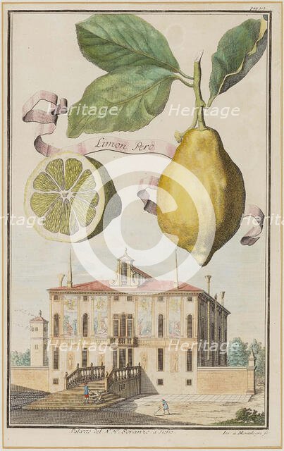 Limon Pero. Creator: Montalegre, Joseph de (active 1696-1729).