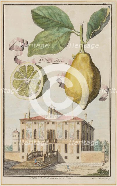 Limon Pero. Creator: Montalegre, Joseph de (active 1696-1729).