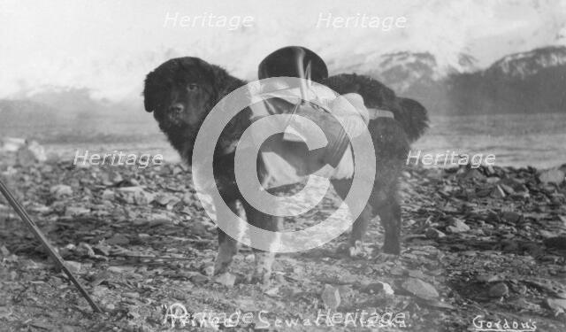 Prince, an Alaskan dog, carrying utensils on his back, between c1900 and c1930. Creator: Unknown.