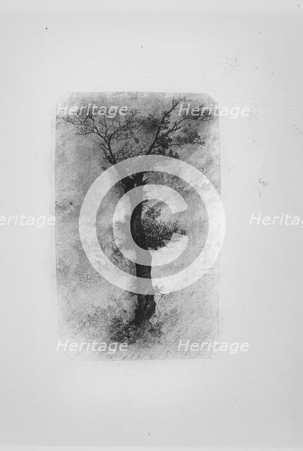 Étude d'un Arbre (Study of a Tree), 19th century. Creator: Rodolphe Bresdin.