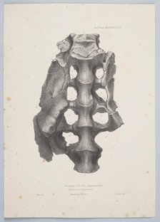 Sacrum of the Iguanodon, 1849. Creator: Joseph Dinkel.