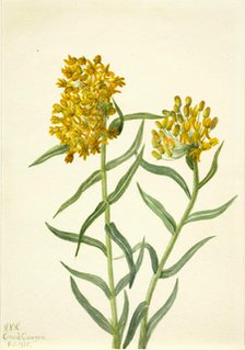 Butterfly Weed (Ascelpias tuberosa), 1935. Creator: Mary Vaux Walcott.