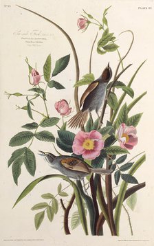 The Sea-side Finch. From "The Birds of America", 1827-1838. Creator: Audubon, John James (1785-1851).