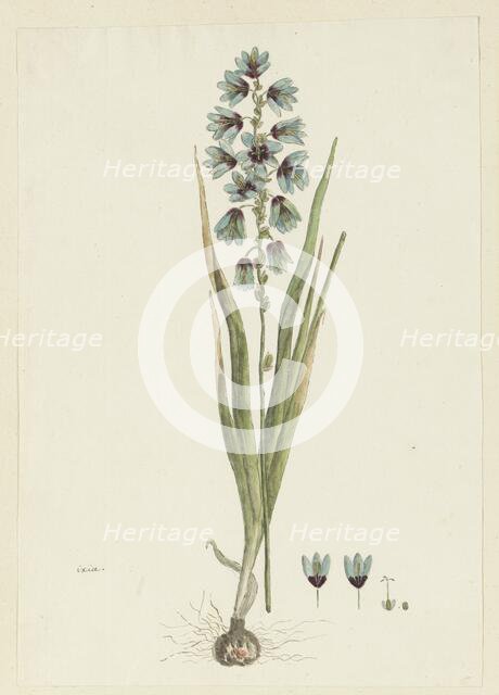 Ixia viridiflora lamb., 1777-1786. Creator: Robert Jacob Gordon.