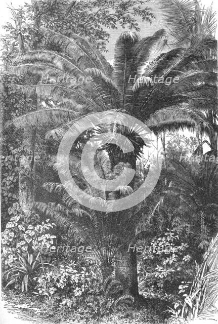 'Madagascar Dwarf Palms; A Birds-eye View of Madagascar', 1875. Creator: M.D Charnay.