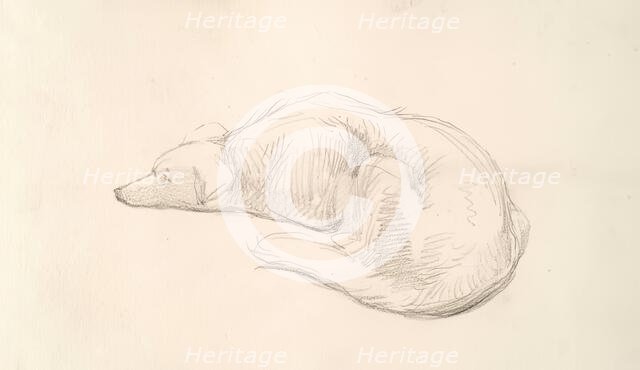 A Dog, c1830s. Creator: John Phillip.