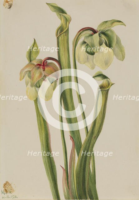 Hybrid Pitcherplant (Sarracenia minor), 1930. Creator: Mary Vaux Walcott.
