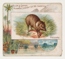 Peccary, from Quadrupeds series (N41) for Allen & Ginter Cigarettes, 1890. Creator: Allen & Ginter.