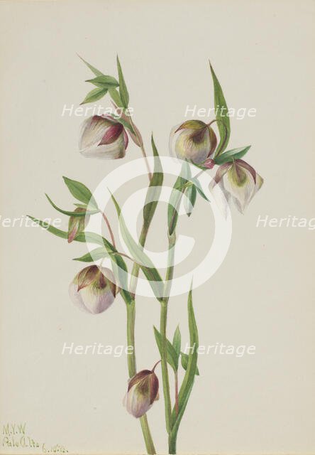 White Fairy Lantern (Calochortus albus), 1933. Creator: Mary Vaux Walcott.