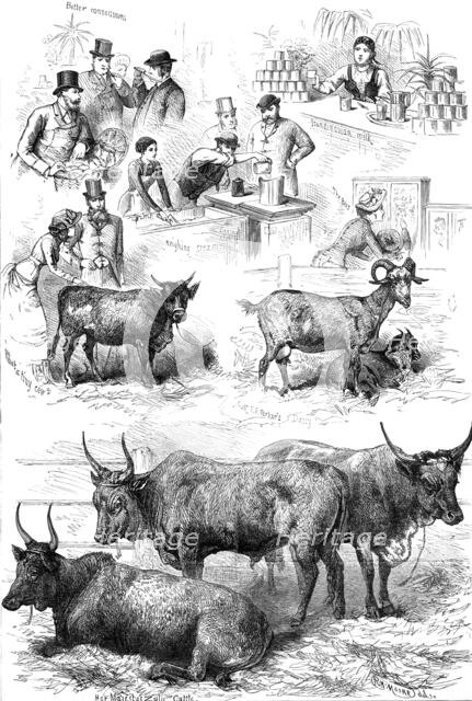 Sketches at the Dairy Show, 1881. Creator: Unknown.