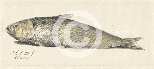 Shad, 1749.  Creator: Johannes le Francq van Berkhey.