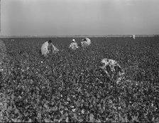Cotton pickers at work in the southern San Joaquin Valley, California, 1936. Creator: Dorothea Lange.