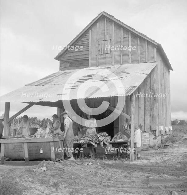 Sorting and stringing the "golden leaf" at the tobacco barn, near Hartsville, South Carolina, 1938. Creator: Dorothea Lange.