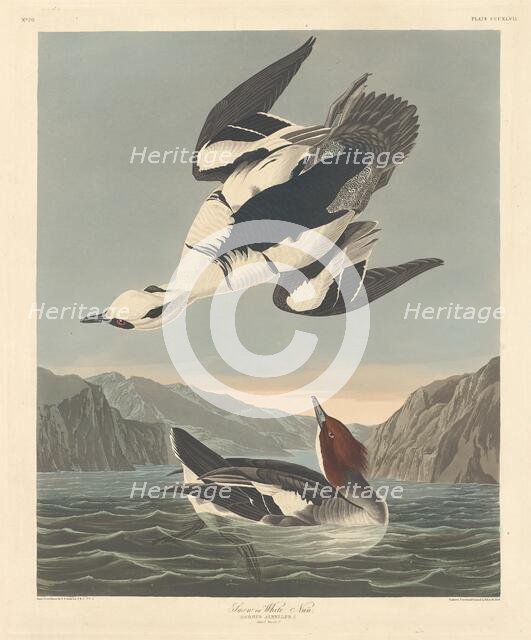 Smew or White Nun, 1836. Creator: Robert Havell.